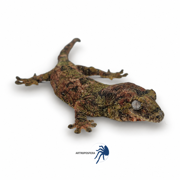 Mniarogekko chahoua