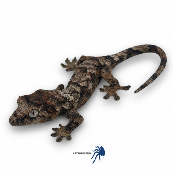 Mniarogekko chahoua