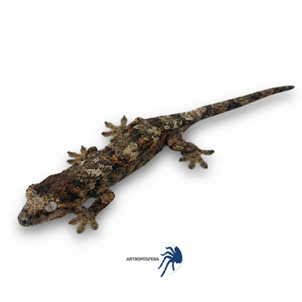 Mniarogekko chahoua
