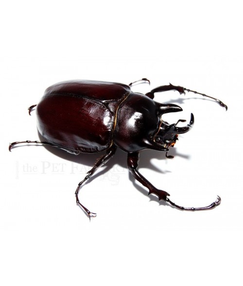 Megasoma gyas porioni