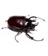 Megasoma gyas porioni