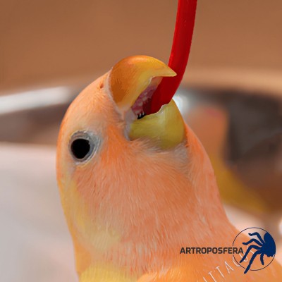 Sonda Blanda para Alimentación de Aves | Roja Larga 5 ml | Psittacus 2