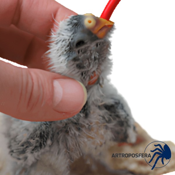 Sonda Blanda para Alimentación de Aves | Roja Larga 10 ml | Psittacus