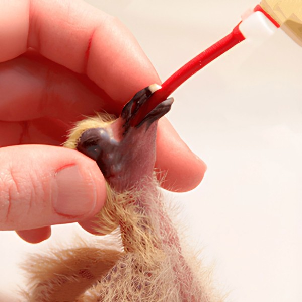 Sonda Blanda para Alimentación de Aves | Roja Larga 50 ml | Psittacus
