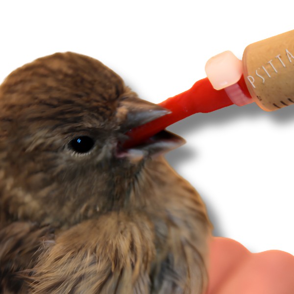 Sonda Blanda Corta para Polluelos | Roja 1 ml | Psittacus