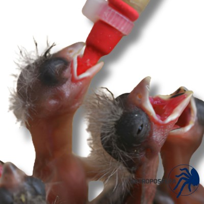 Sonda Blanda Corta para Polluelos | Roja 5 ml | Psittacus 2