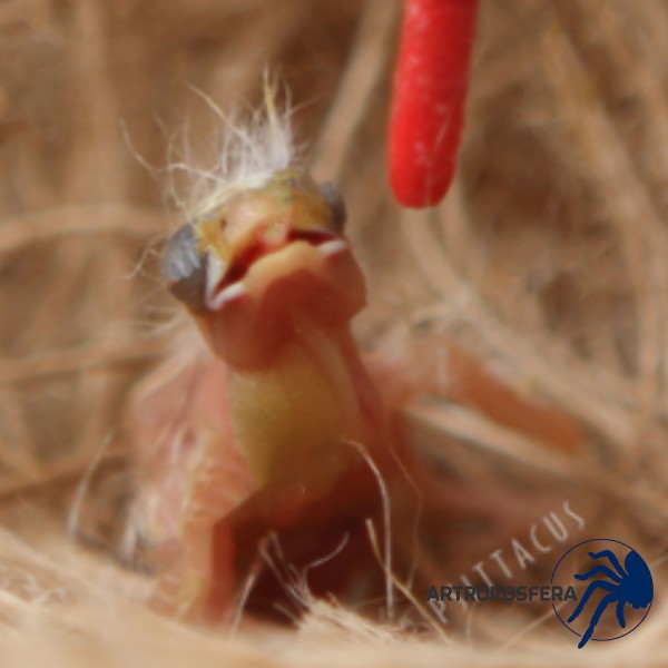 Sonda Blanda Corta para Polluelos | Roja 5 ml | Psittacus