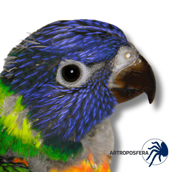 Papilla para Loris y Loriquitos | Lory Special Hand Feeding 1 y 5 kg | Psittacus