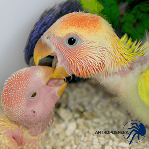 Papilla para Agapornis, Ninfas y Periquitos | Mini Hand Feeding | Psittacus