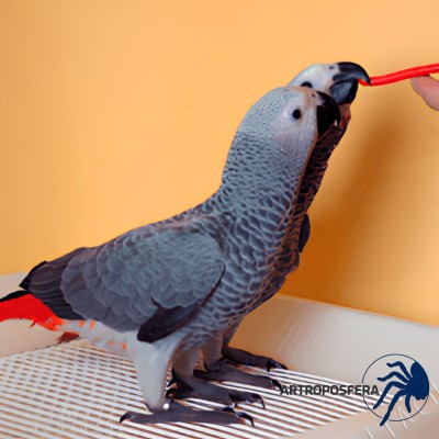 Papilla Alta Energía para Loros | High Energy Hand Feeding 1 kg | Psittacus 2