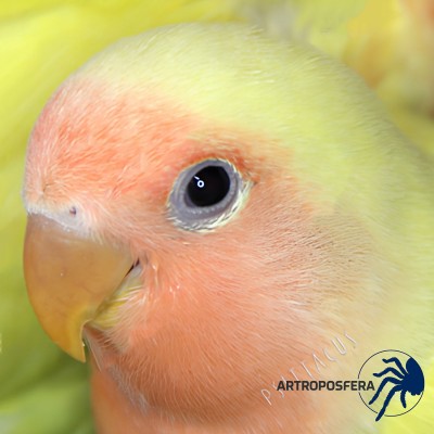 Grit de Sílex Fino para Aves | Silex Grit Fine 1 kg | Psittacus 2