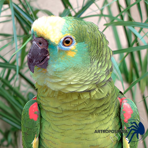 Pienso Alta Proteína para Amazonas y Cacatúas | Varios Tamaños | Psittacu