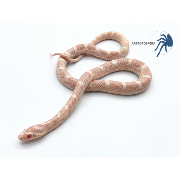 Pantherophis guttatus