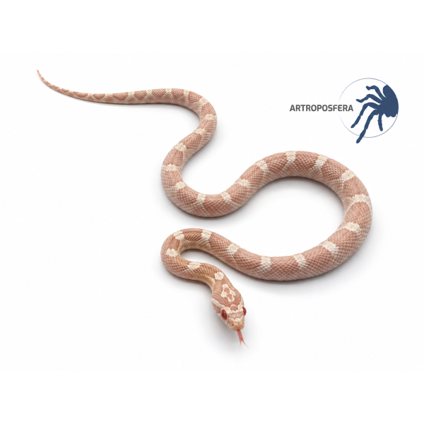 Pantherophis guttatus