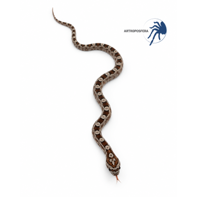 Pantherophis guttatus 2