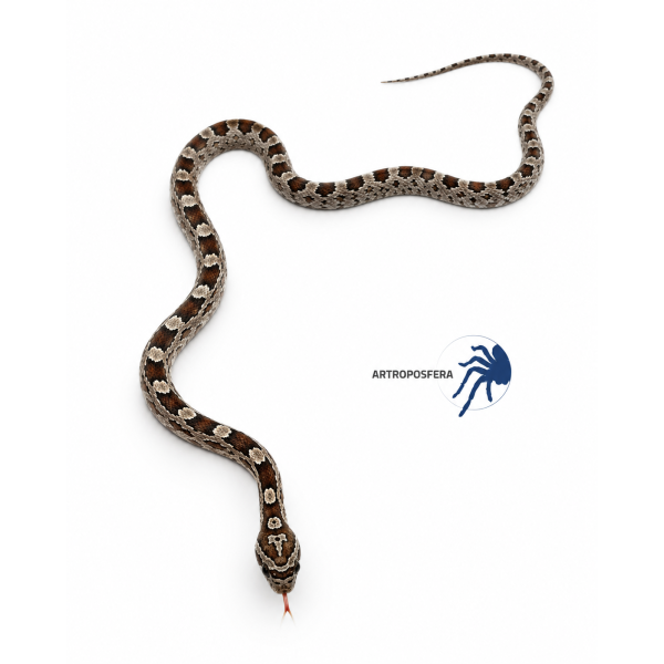 Pantherophis guttatus