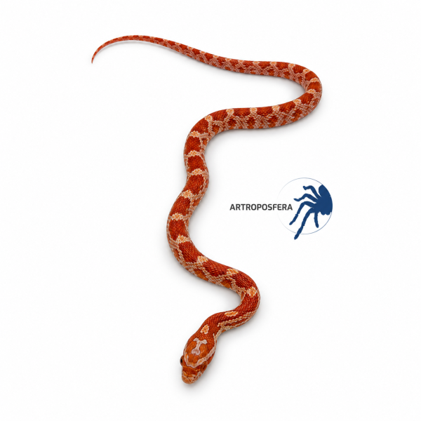 Pantherophis guttatus