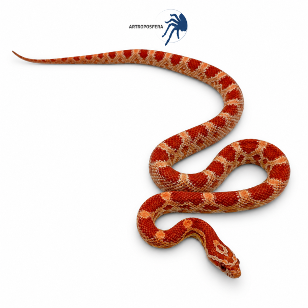 Pantherophis guttatus