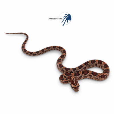 Pantherophis guttatus