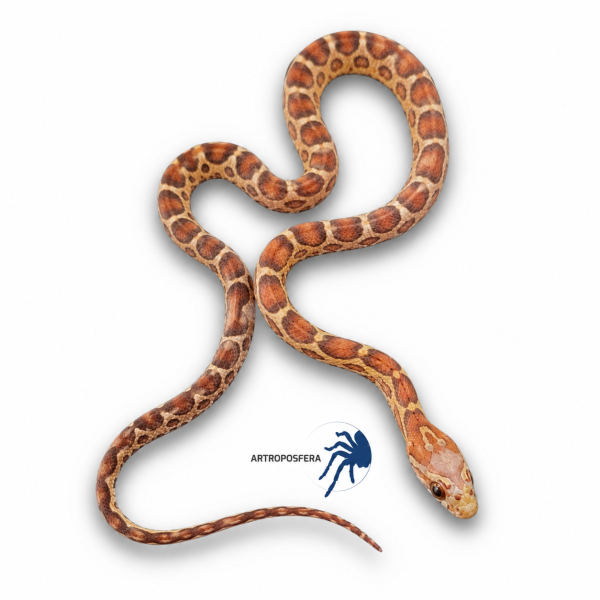Pantherophis guttatus