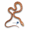 Pantherophis guttatus