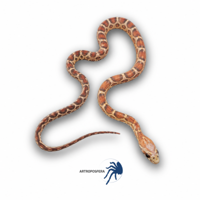 Pantherophis guttatus 2
