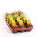 Drosera aliceae 2