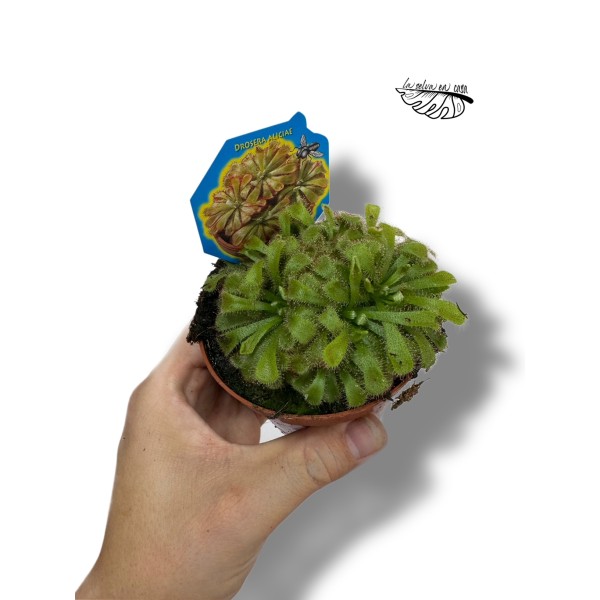 Drosera aliceae