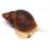 Archachatina marginata suturalis ALBINO (medianos)