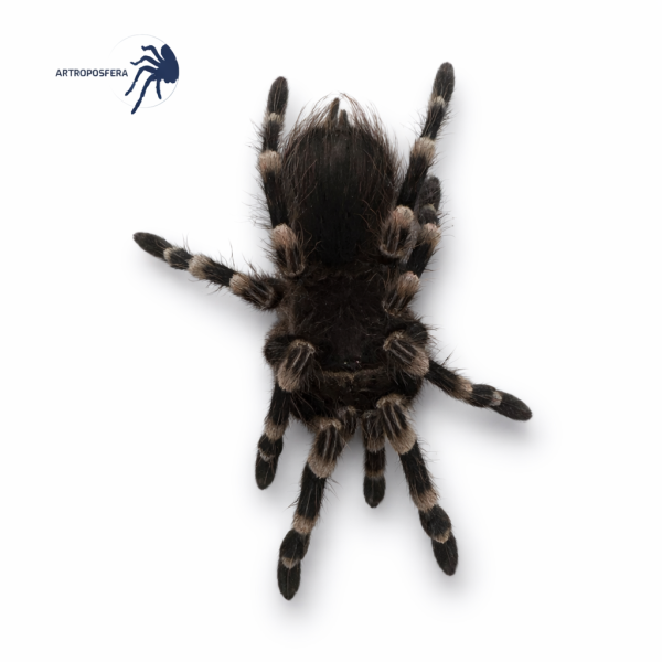 Acanthoscurria geniculata (3/3,5 cm de cuerpo) | Tarántula Brasileña