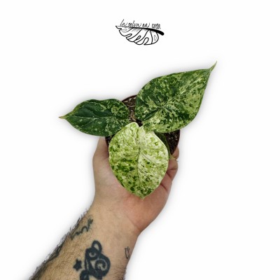 Alocasia Dragon Scale mint 2