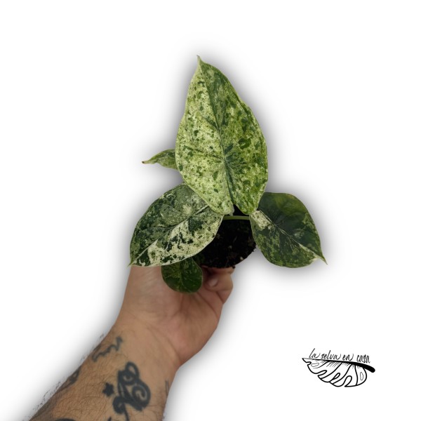 Alocasia Dragon Scale mint