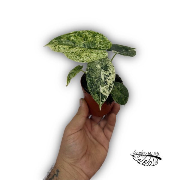 Alocasia Dragon Scale mint