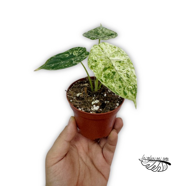 Alocasia Dragon Scale mint