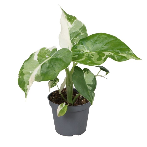 Alocasia Gageana Variegata MEDIUM