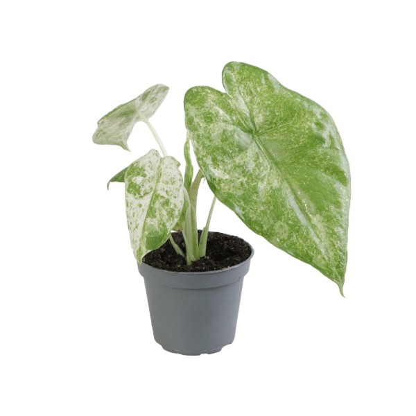 Alocasia macrorrhiza Camouflage