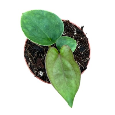 Anthurium dressleri MINI | Maceta 6 cm | Anthurium de Colección