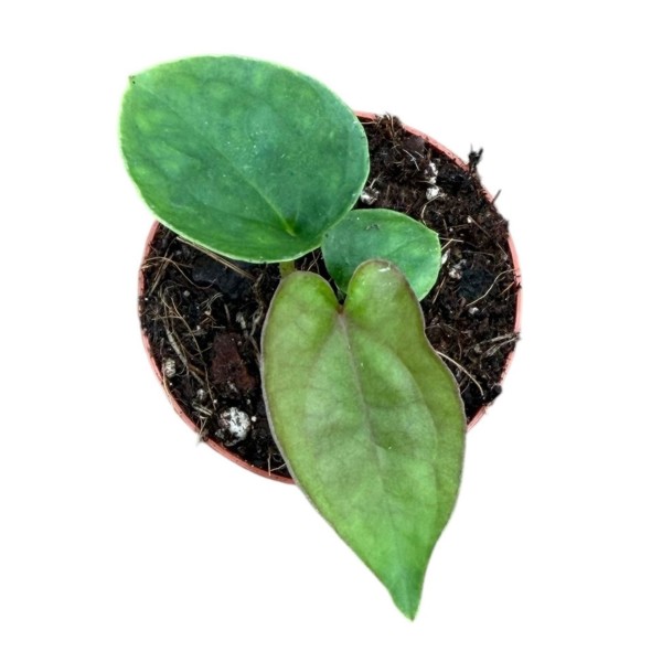 Anthurium dressleri MINI | Maceta 6 cm | Anthurium de Colección