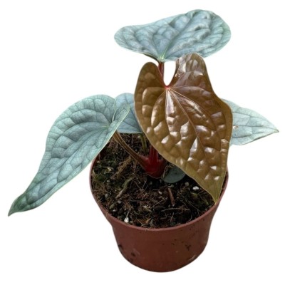 Anthurium luxurians LARGE | Anthurium Texturizado de Colección