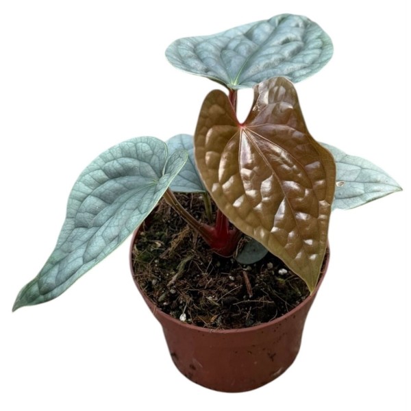 Anthurium luxurians LARGE | Anthurium Texturizado de Colección