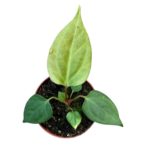Anthurium portillae | Anthurium de Hojas Alargadas | Planta de Colección