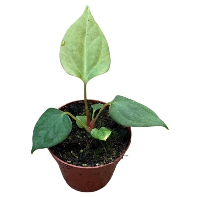 Anthurium portillae | Anthurium de Hojas Alargadas | Planta de Colección 2