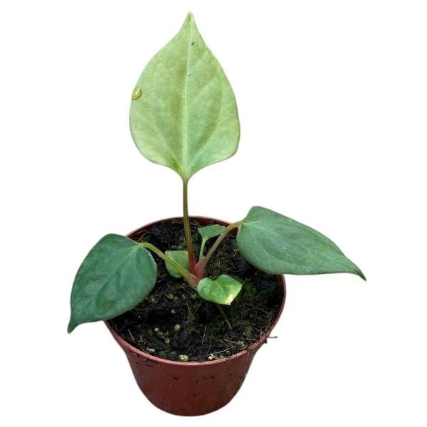 Anthurium portillae | Anthurium de Hojas Alargadas | Planta de Colección