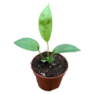 Anthurium Wendlingeri 2