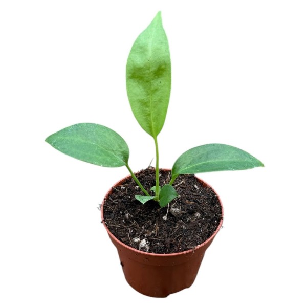 Anthurium Wendlingeri