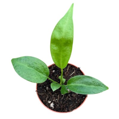 Anthurium Wendlingeri