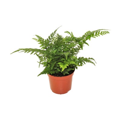 Athyrium | Helecho Ornamental de Follaje Fino