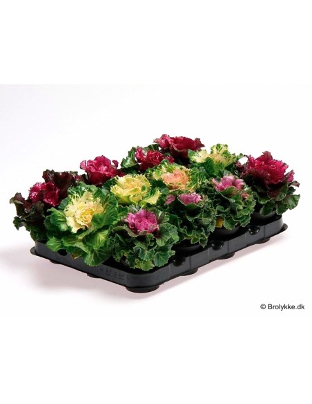Brassica MINI | Col Ornamental | Planta de Otoño e Invierno