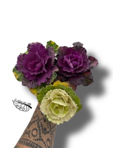 Brassica MINI | Col Ornamental | Planta de Otoño e Invierno