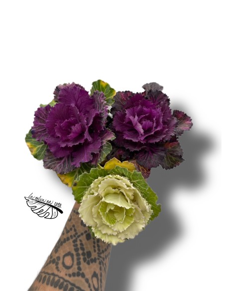 Brassica MINI | Col Ornamental | Planta de Otoño e Invierno